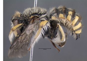 Media type: image;   Entomology 610798 Aspect: habitus lateral view